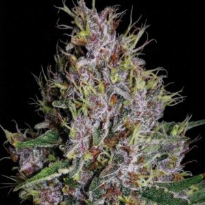 Amaretto Tarmac Auto Seeds by Seedstockers