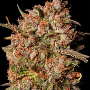 Apollo Black Cherry Auto Seeds by Seedstockers