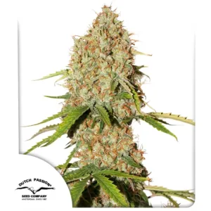 Brooklyn Sunrise Auto