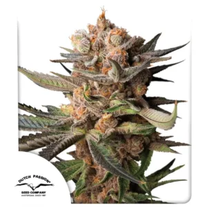 Frozen Biscotti Auto