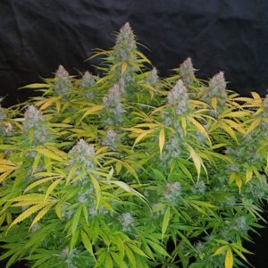 Californian Snow Auto