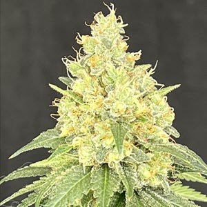 Bruce Banner x Baja Blast