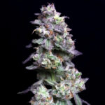 baked-apple-cherries-elev8-seeds-02