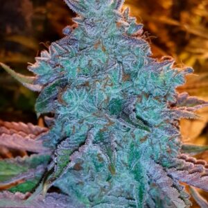 Girl Scout Cookies Auto