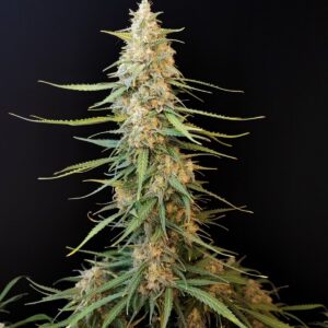 Original Sour Diesel Auto