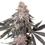 berry-crusher-elev8-seeds-02