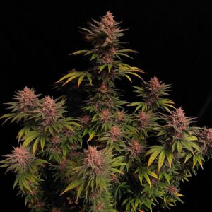 Purple Lemonade FAST