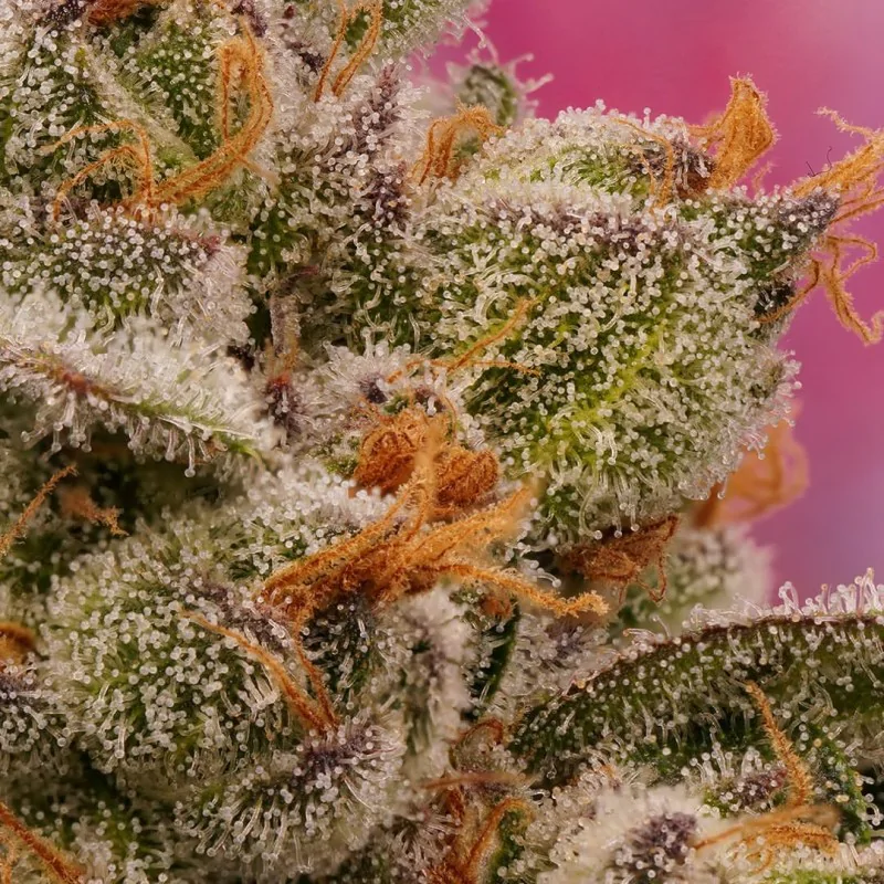 Candy Bubatz XL - Image 2