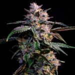 compound-genetics-10-g-s