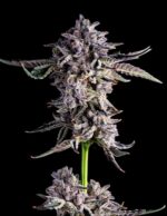 compound-genetics-candy-bezels