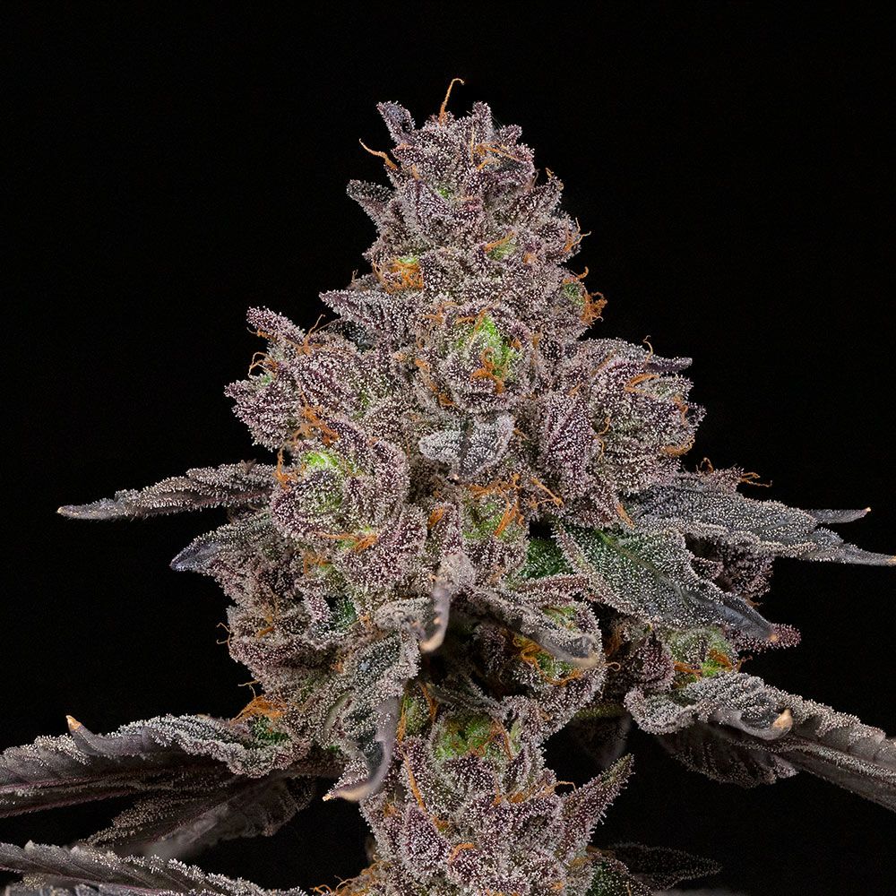 Total Eclipse - Image 2