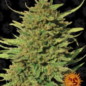 Critical Kush Regular