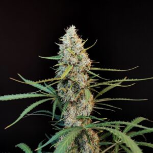 Original Jack Herer Auto