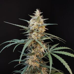 Original Chemdawg Auto