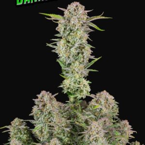 Bruce Banner Auto