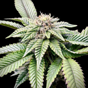 High Wired Femnised Seeds