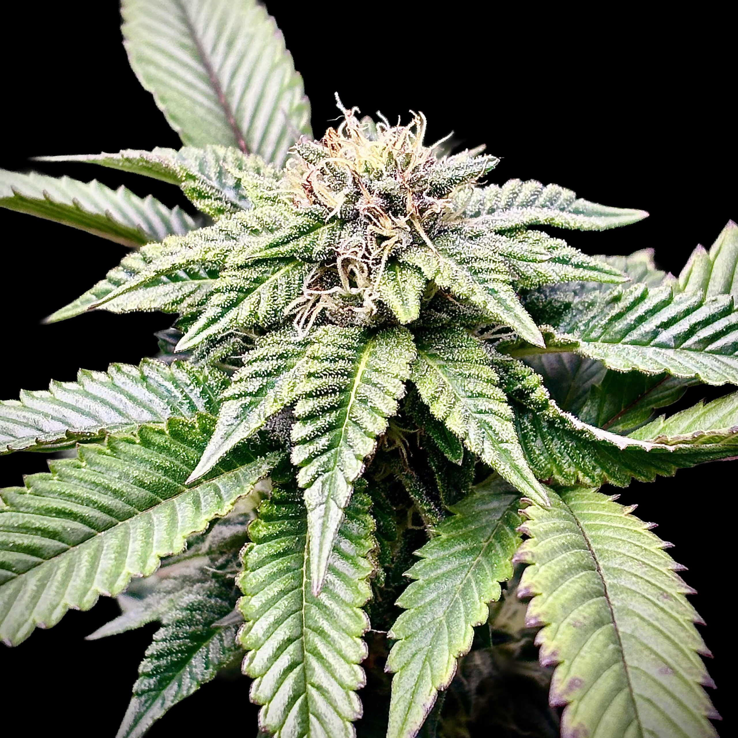 High Wired Femnised Seeds