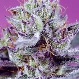 Diablo's Delight XL Auto Seeds by Sweet Seeds