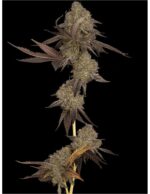 dna-genetics-dna-cake-auto