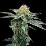 dna-genetics-kosher-cookies_4