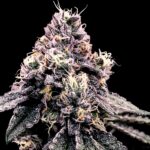 dna_genetics_kosher_pie_1