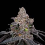 double-up-feminised-cannabis-seeds_pk3bdbqcfaewoqwv