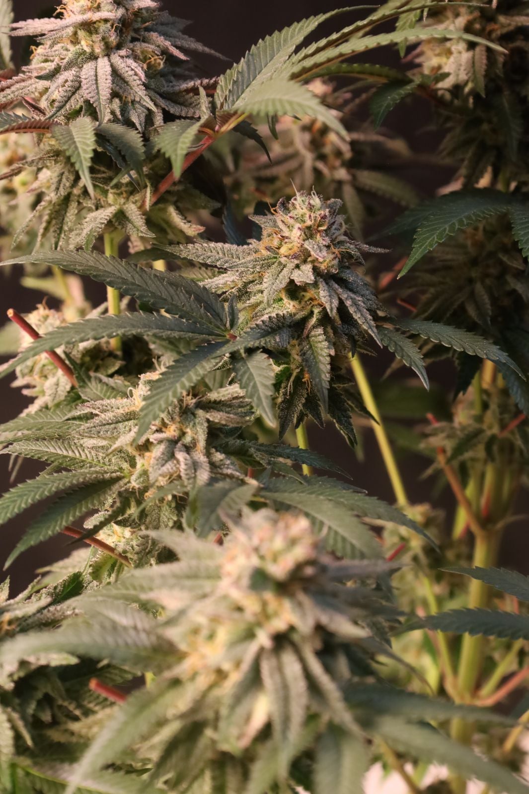 Lemon Cherry Runtz - Image 2