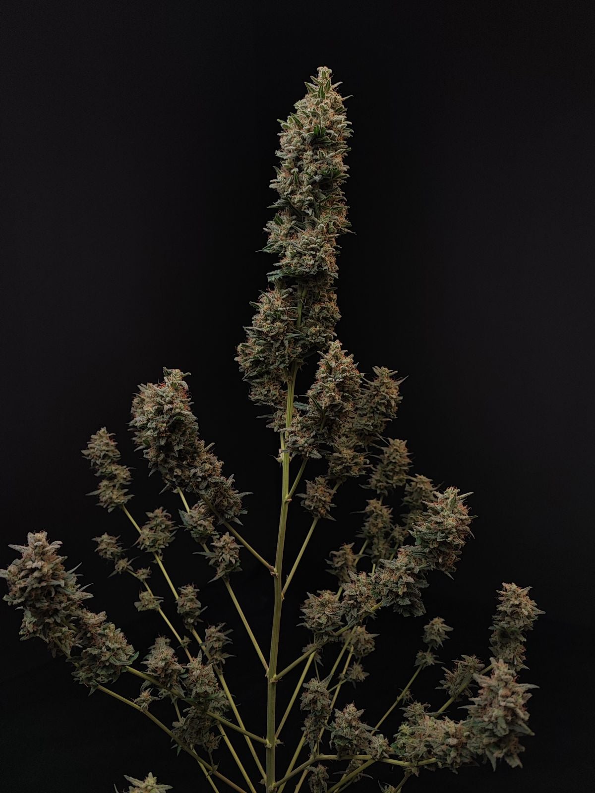 Original Chemdawg Auto - Image 3