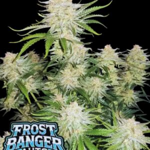 Frost Banger Auto