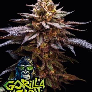 Gorilla Melon