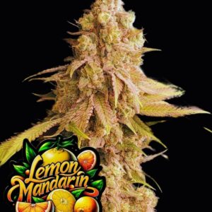 Lemon Mandarin