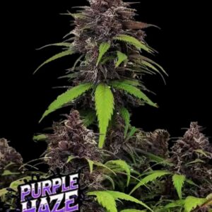 Purple Haze Auto