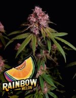 fastbuds-seeds-rainbow-melon