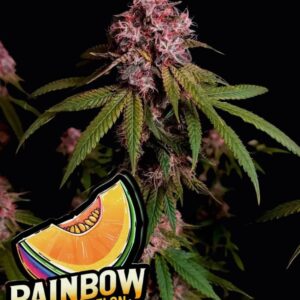 Rainbow Melon