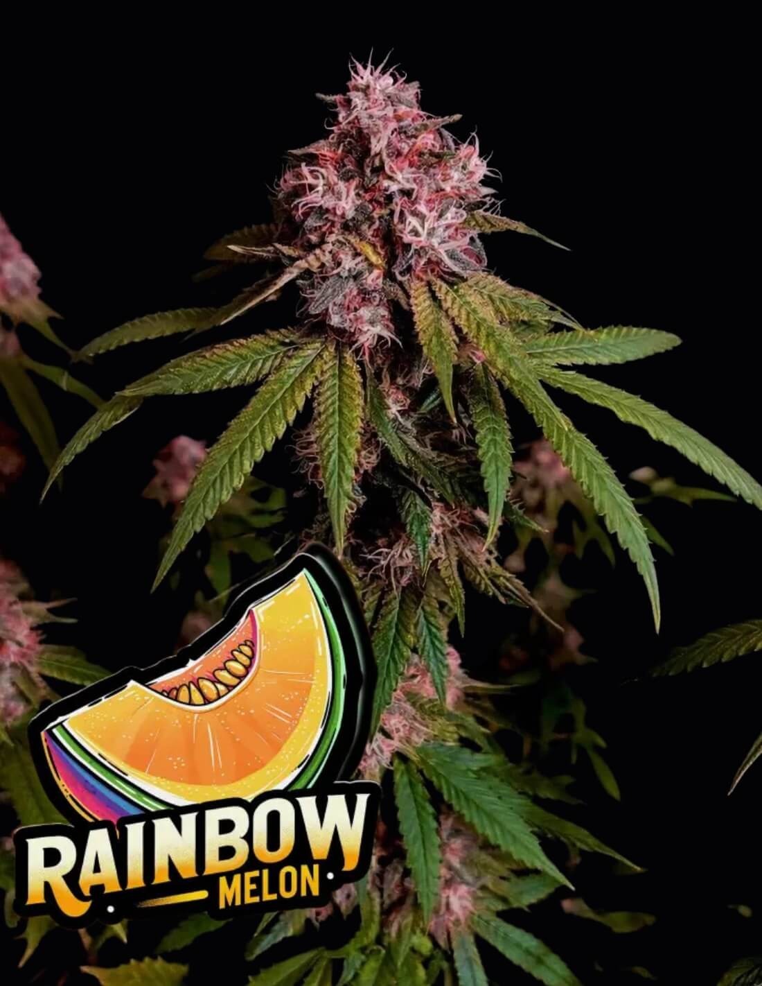 Rainbow Melon