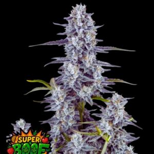 Super Boof Auto