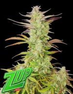 fastbuds-seeds-z-up-auto