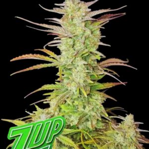 Z-Up Auto