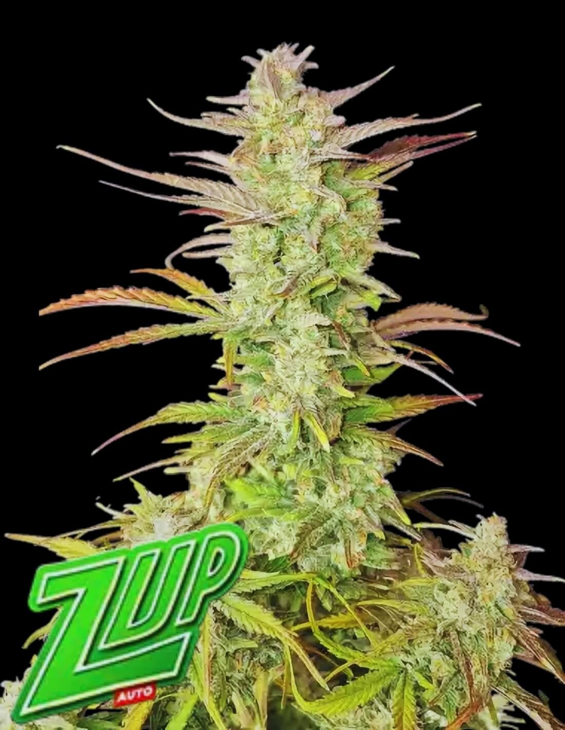 Z-Up Auto