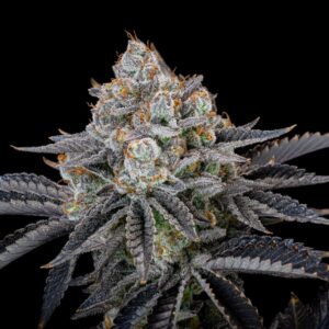 Gorilla Cookies FAST