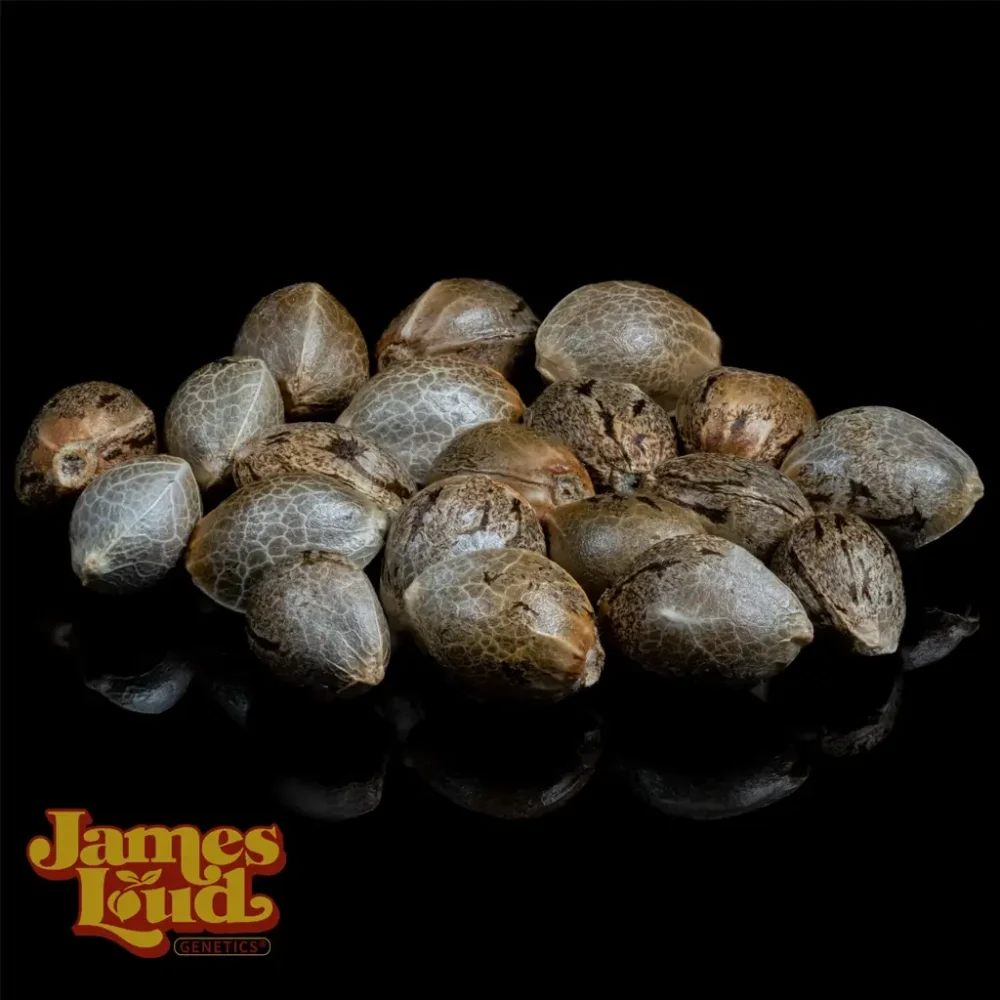 Feel The Rainbow - Image 2