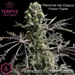 feminized-mentha-de-croco-fern-type-terpyz-113