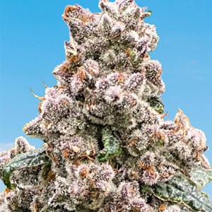 Frosted Raspberries S1