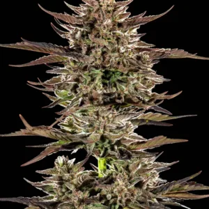 Frosted Zinn x 3 Bears OG Auto