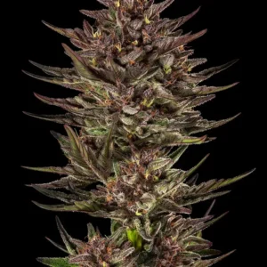 Frosted Zinn x Cookie Dog Auto