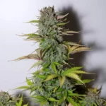 g14-auto1