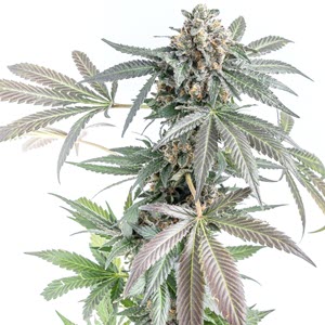 Gorilla Cookies Cake Auto