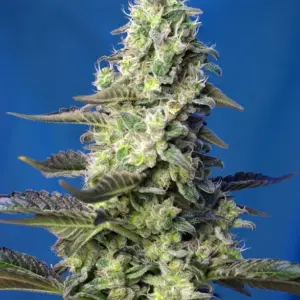 Green Poison XL Auto Seeds by Sweet Seeds