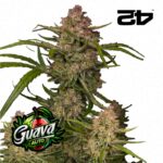 guava-auto-fast-buds