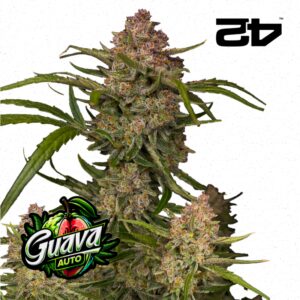 Guava Auto